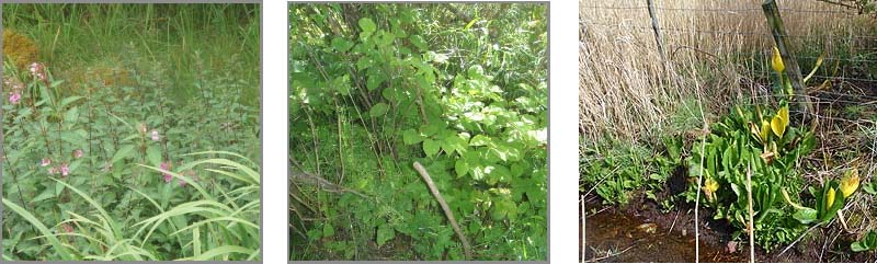 invasive plants2