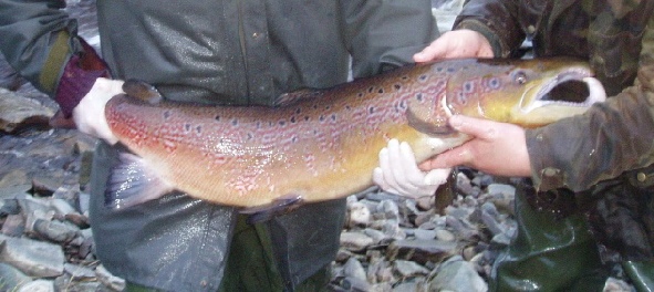 Cock salmon in breeding colours breeding colours