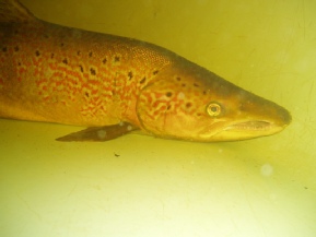 Fish scale hensalmon