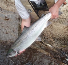 Fish scale salmon