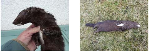 Dead mink at Reiff (C.MacLeod)