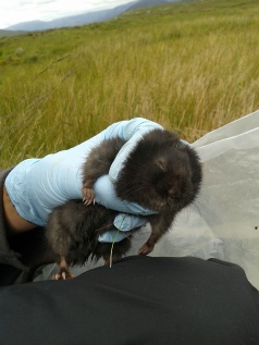 Water vole trapping (A-M MacMaster) Water vole with large tick (A-M MacMaster)