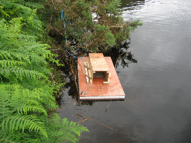 Dead mink at Reiff (C.MacLeod)