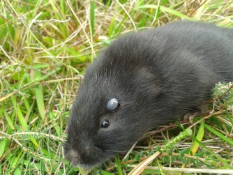 Water vole with large tick (A-M MacMaster) Water vole with large tick (A-M MacMaster)
